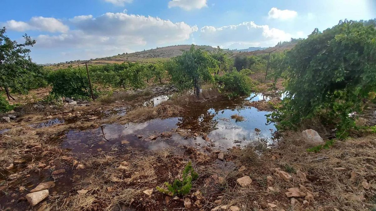 Timesofgaza's tweet photo. lsraeli settlers flood Palestinian-owned lands with sewage and wastewater in Beit Ummar, north of Hebron city. https://t.co/QR239uCjWi