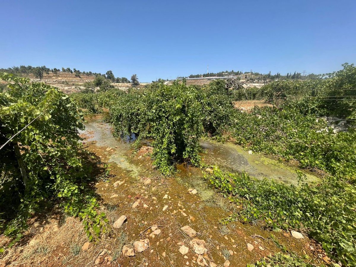 Timesofgaza's tweet photo. lsraeli settlers flood Palestinian-owned lands with sewage and wastewater in Beit Ummar, north of Hebron city. https://t.co/QR239uCjWi