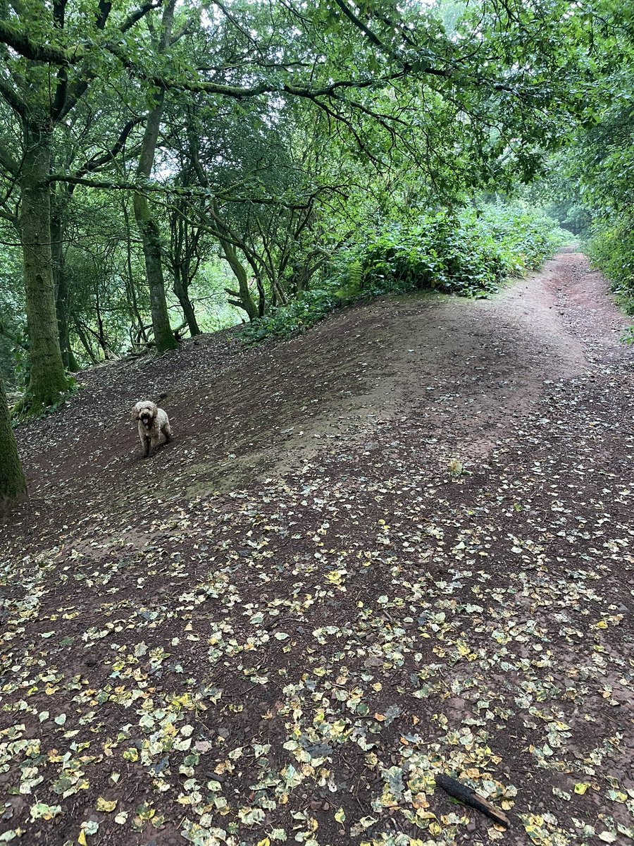 Post night shift dog walk in the Lickey Hills lucky to have them on our doorstep #NursesActive