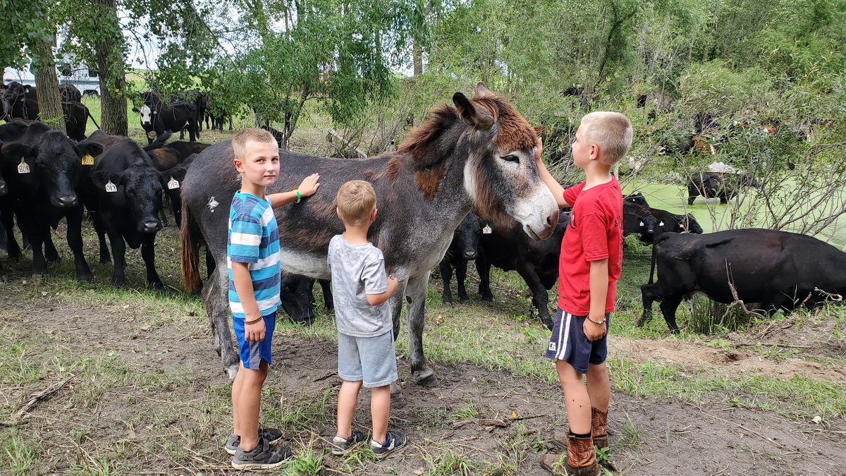 kruser02's tweet image. Good donkey🙂