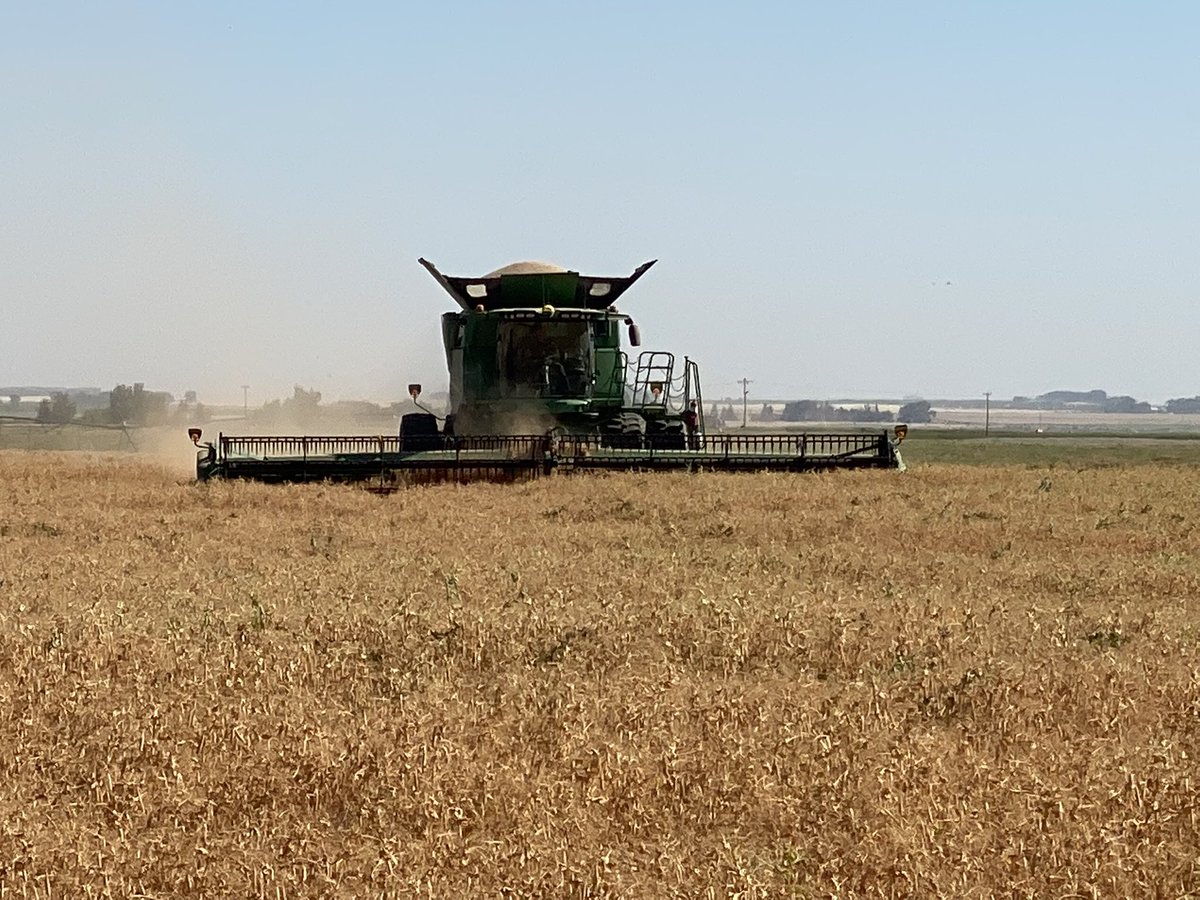 QuattroSeeds's tweet photo. AAC Chrome peas coming off the field! Proven yield leader outshining competition. G seed coat breakage, easy to harvest, resistant to powdery mildew. Give us a shout to secure yours! @CGeisam1 @MartinEkstrand1 @FPGenetics #harvest22 #seedgrower #peas #peapower https://t.co/M6wDlApKKC