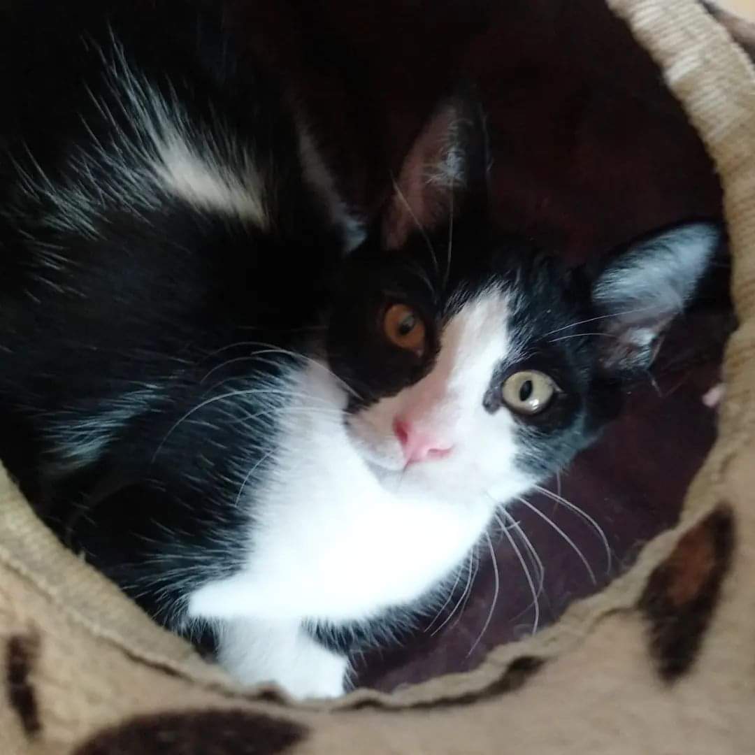 Con esta mirada seductora, te voy a conquistar, Karen - firmado, Fortunato 😹

Nuestro chiquitín es todo un galán y conquistador. Es un precioso gato felix, muy divertido y altamente cariñoso. Vamos, karens y karencios, os estáis perdiendo un compañero de primera!