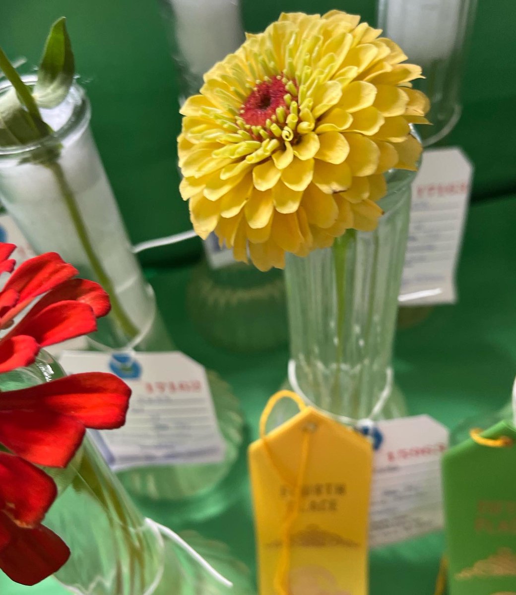 WDCGardener's tweet photo. We’ve got ribbons! Most of the veggies did well, but not so many for the flowers this year. #gardendc #mocofair #ribbons #countyfair https://t.co/lk9FNqgbFn