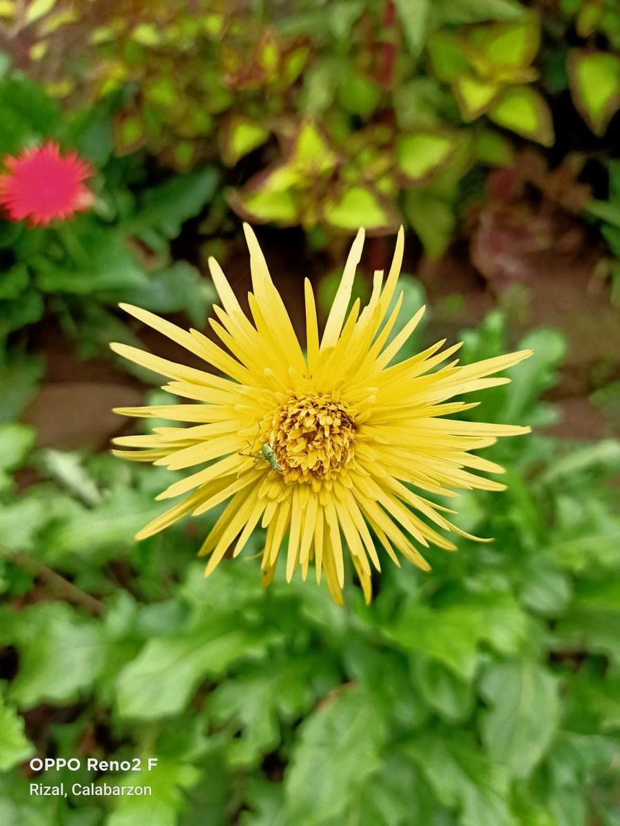 _Koro__Sensei__'s tweet photo. @itsjustmayii Everything is a gamble. Feel bad, be sad, sigh about it, but never dwell on it. Ironic to come from me, but that's just it goes. https://t.co/F0jGe3qAKm