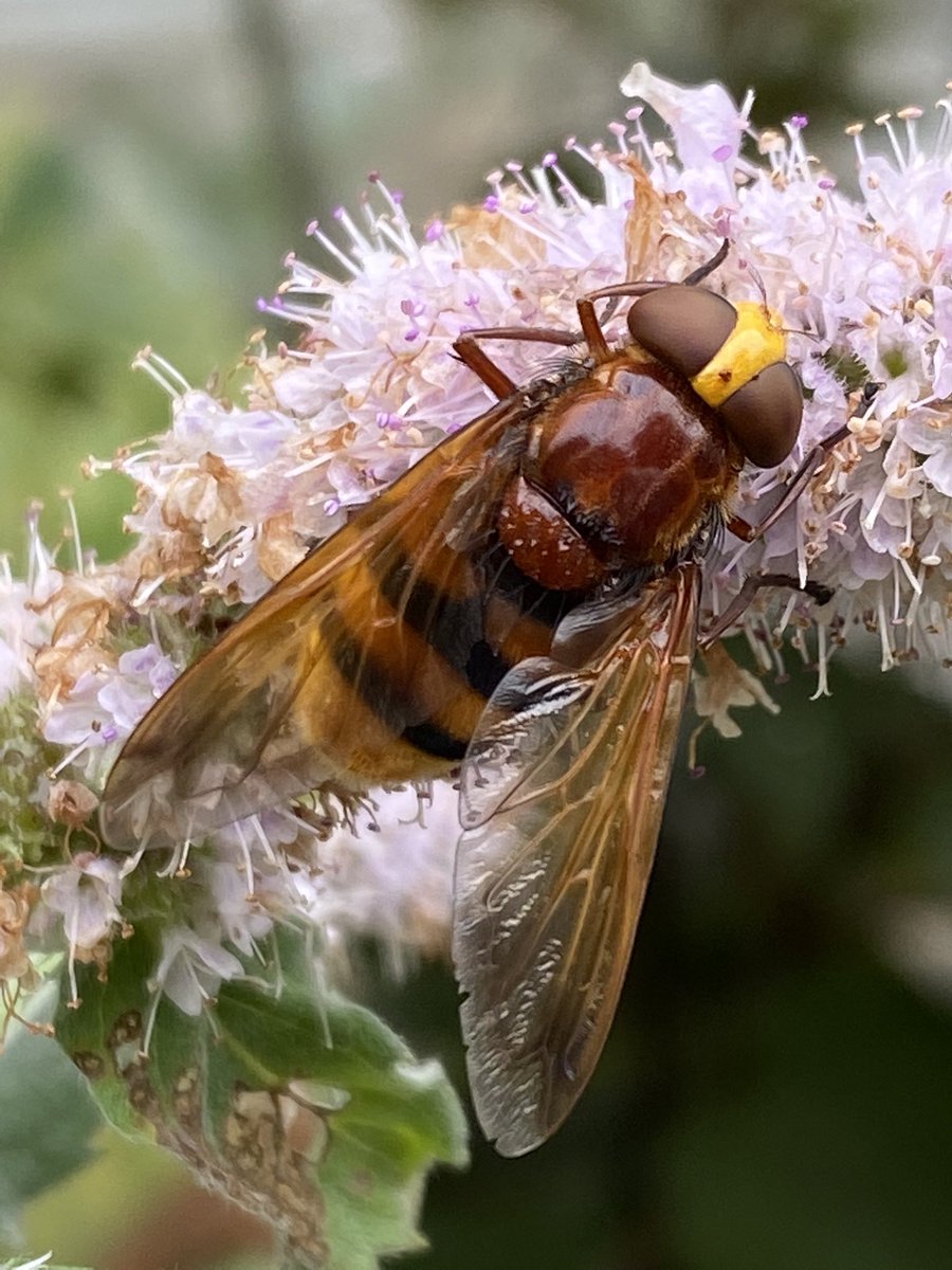 🐝 Jean Vernon 🐝 tweet media