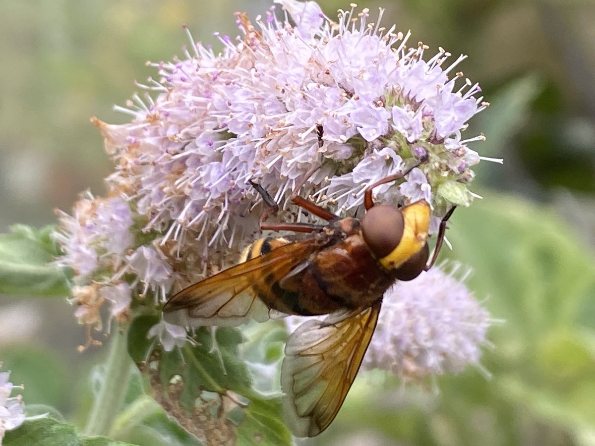 🐝 Jean Vernon 🐝 tweet media
