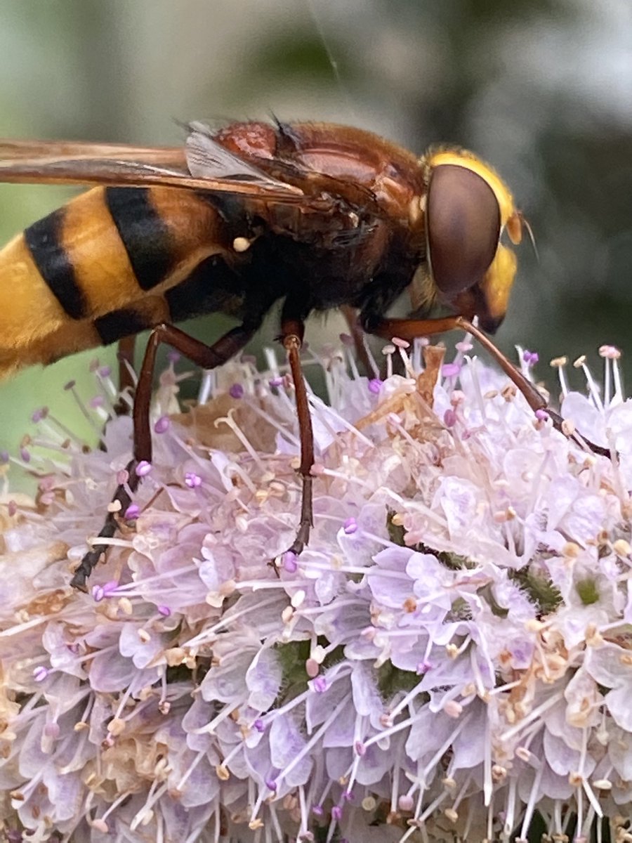 🐝 Jean Vernon 🐝 tweet media