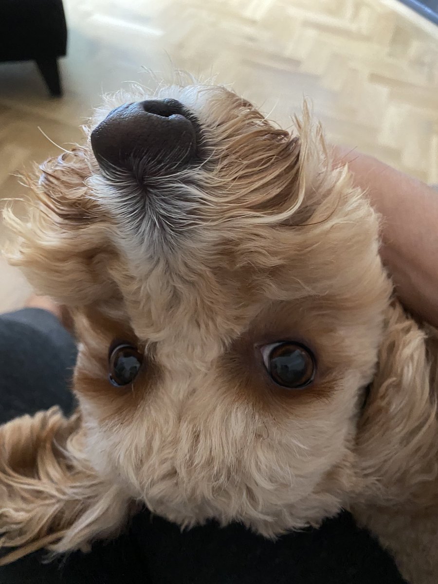 SidtheSod2's tweet photo. Hello
Why are you upside down? https://t.co/sCV5soAEwY