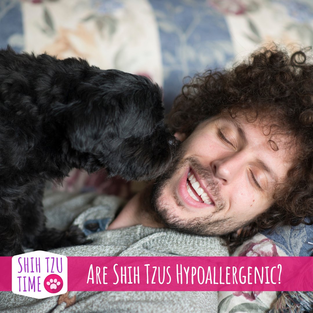 ShihTzuTime's tweet photo. Are you wondering whether a Shih Tzu is a good pet choice? Did you know they are amazing for allergy sufferers?  It’s a question we get asked a lot. Find out more: https://t.co/iKkop9qobR

#shihtzutime #shihtzufacts #shihtzutips #shihtzulove #shihtzuworld https://t.co/9sNZL7Ro0K