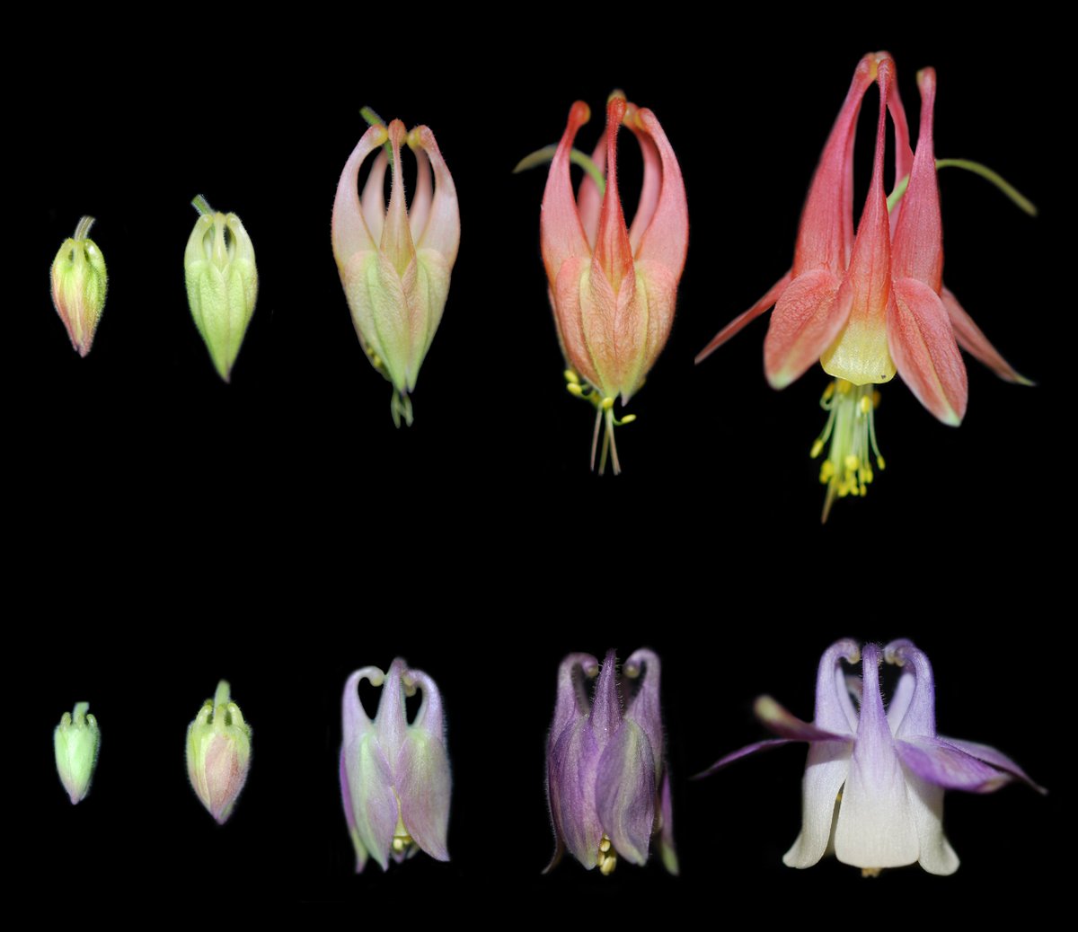 Botanical_'s tweet photo. *#AJB Accepted Article*

Complex developmental &amp; transcriptional dynamics underlie pollinator-driven evolutionary transitions in nectar spur morphology in #columbine (by @science_irl, @anjiballerini &amp; Elena Kramer) https://t.co/VjPws5jDw5 #botany @wileyplantsci @WileyEcolEvol https://t.co/50IDhZr3xS
