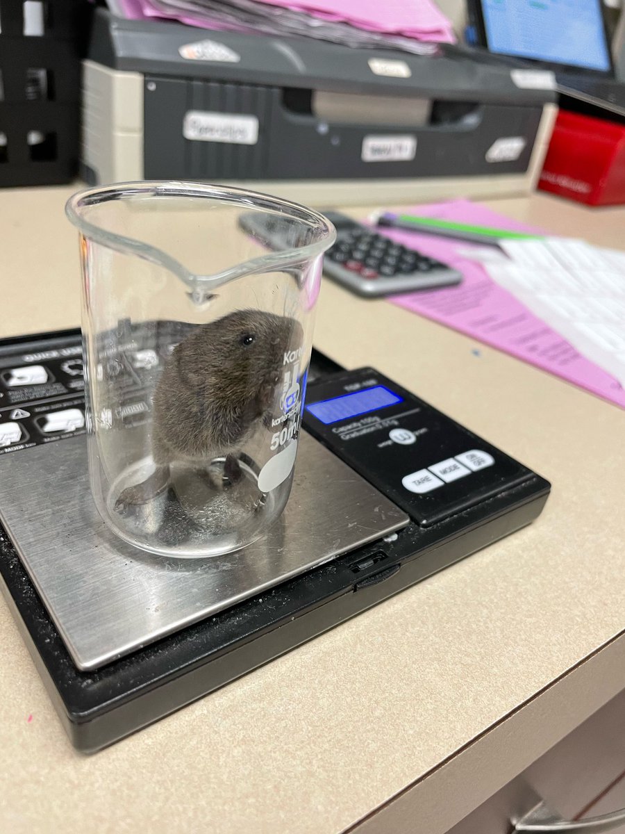 Who among us has not weighed a baby vole in a baby beaker on a baby gram scale?

This baby Eastern Meadow Vole came to us after being found alone and accidentally stepped on. Weighing in at a whopping 7.33 grams, she is one of the youngest voles we've ever admitted!