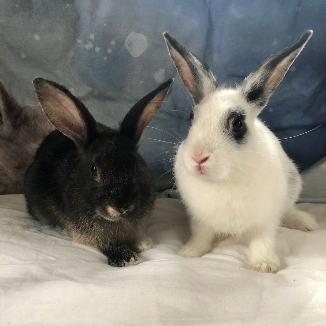 RabbitRetailUK's tweet image. Introducing Cotton Sock and Neo, our new interns. They are from our little rescue @rainbow_rabbit_rescue and are adorable. They are about 8-9 weeks old and already getting up to mischief. 
 #Bunny #Rabbit #OneHopShop #RabbitRetail #CharityOfTheMonth #AdoptDontShop #Rescue #Donati