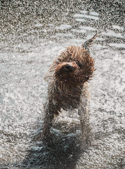 ForbesLife's tweet image. Here are the funniest and furriest finalists from the 2022 Comedy Pet Photo Awards #TGIWednesday on.forbes.com/6016zhc5C