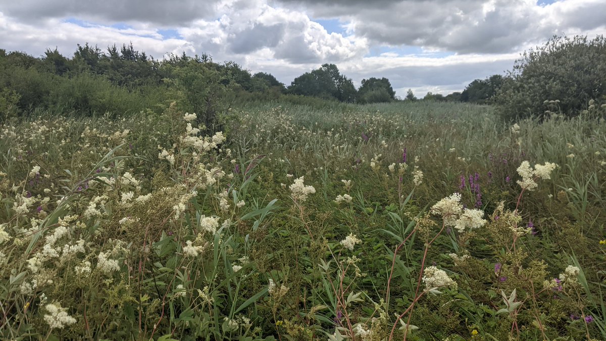 Really nice to get out with @BECecology today for their fen survey as part of the @npwsBioData monitoring scheme.