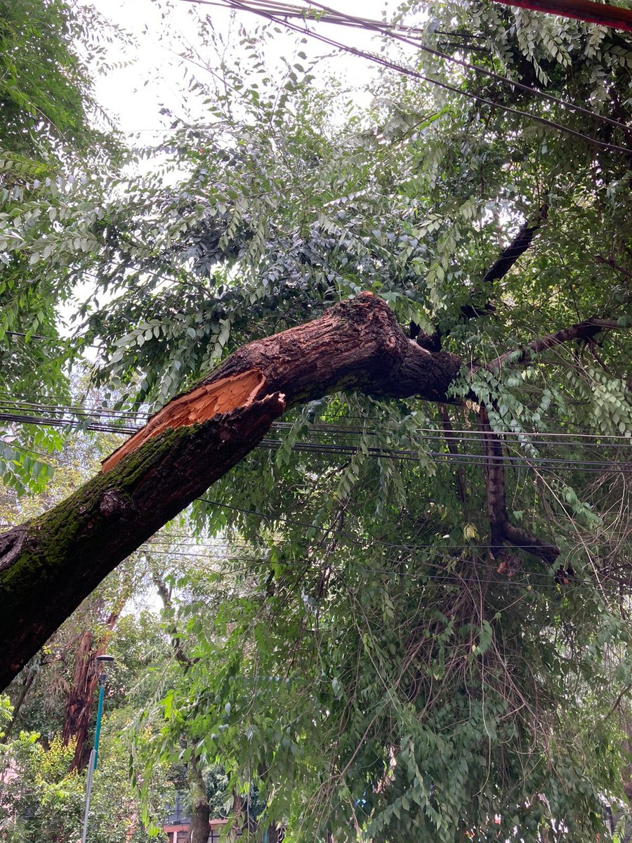 PinkyFany's tweet photo. @BJAlcaldia desde ayer temprano reportamos éste árbol que está por caer y recargado en cables y no ha sido atendido @cdmx_pc también se les reportó a Proteccion Civil y al 911 @SGIRPC_CDMX Plutarco Elias Calles 1811 esq eje 7 Emiliano Zapata Col. Portales. https://t.co/M2cKcDN0eQ