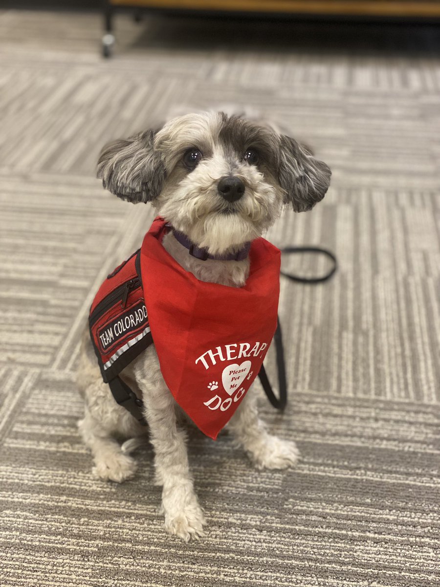 COSAirport's tweet image. 👋 Say ‘Hi’ to our friend Kiwi! 

🥝  Kiwi is part of our #PAWS4COS dog therapy program.
