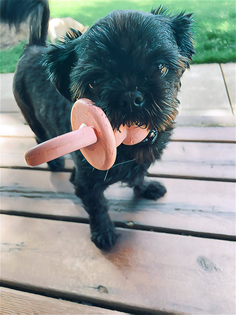 My littlest fur baby ,Chloe, with her toy pacifier..cracks me up every time I see that thing in her mouth!🤣💜