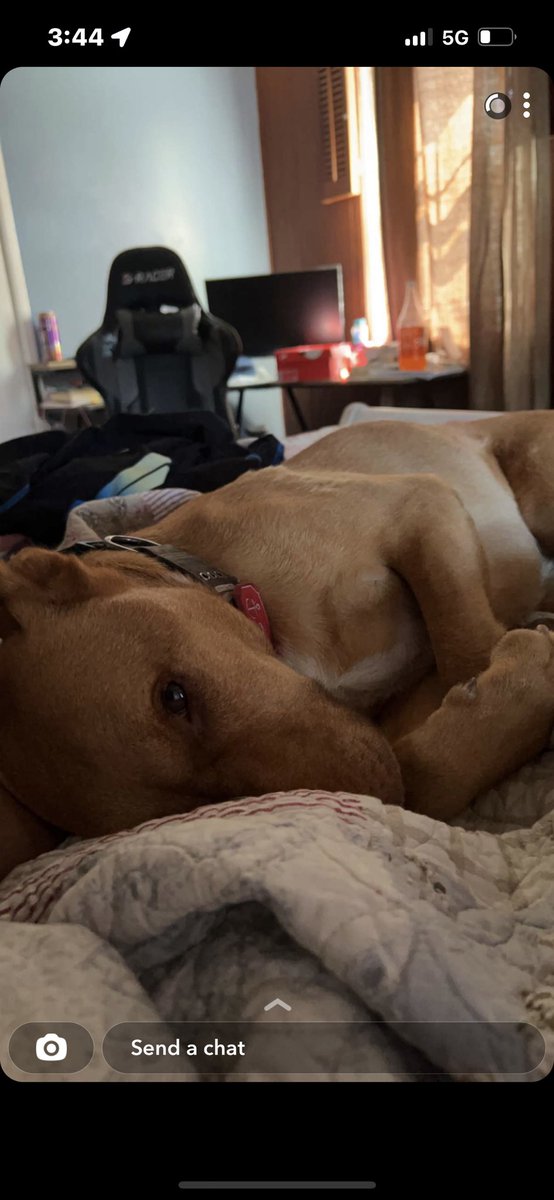 kittyy_llover's tweet photo. Florida in 3 days. Dogo when picture loads https://t.co/hVhtAU335E