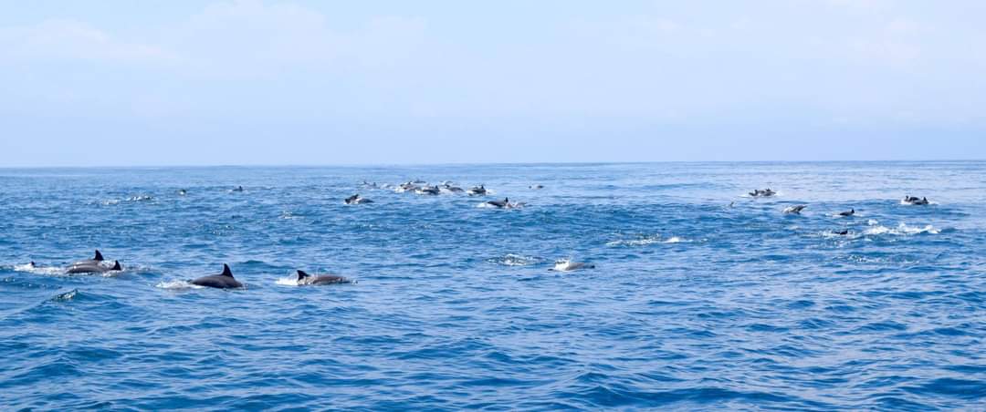DxoLogistics's tweet photo. Liberia has a 15 nautical mile protect area in its offshore, hence, over the years, dolhines, whales, orcas, sharks, and other marine has migrated and populated our waters. Picture credit, Pirates of the Liberian sea. https://t.co/euwLbggtHa