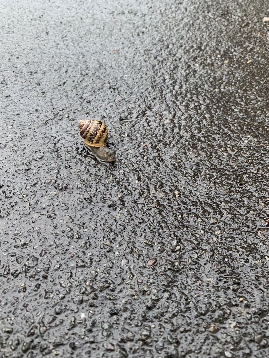 I feel like it has been so long since I’ve seen a snail…so grateful for the #rain