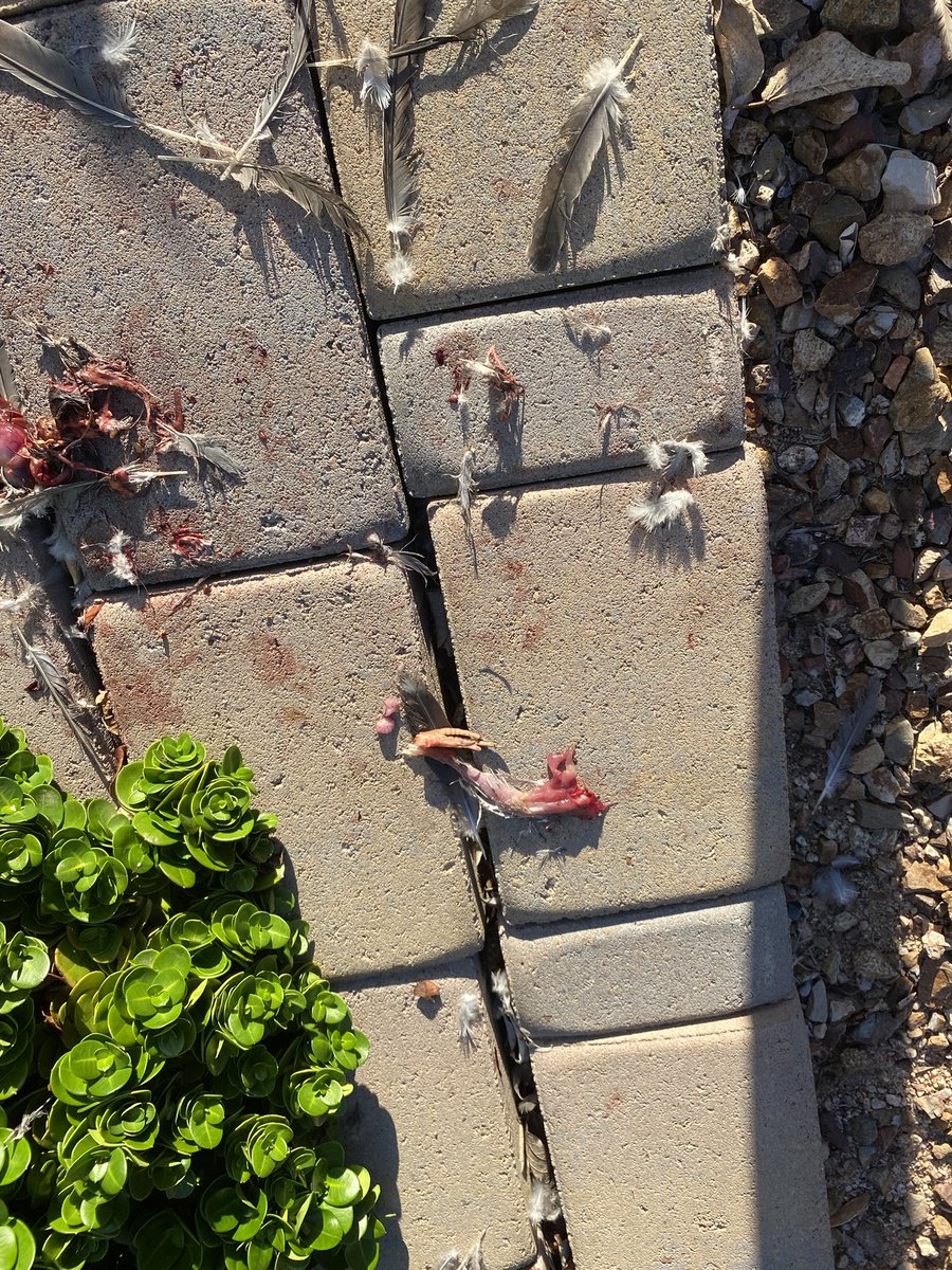 josiewipff's tweet photo. the crime and the culprit https://t.co/jCuq2CggBj