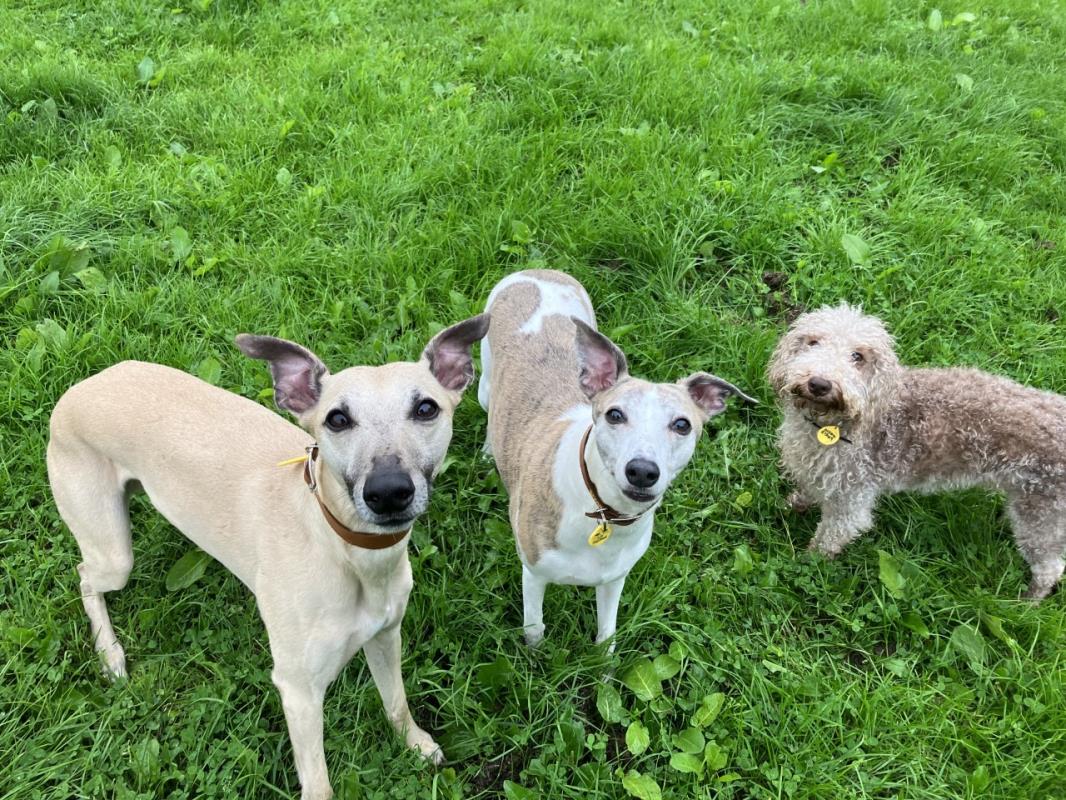 AdoptionsUk tweet picture