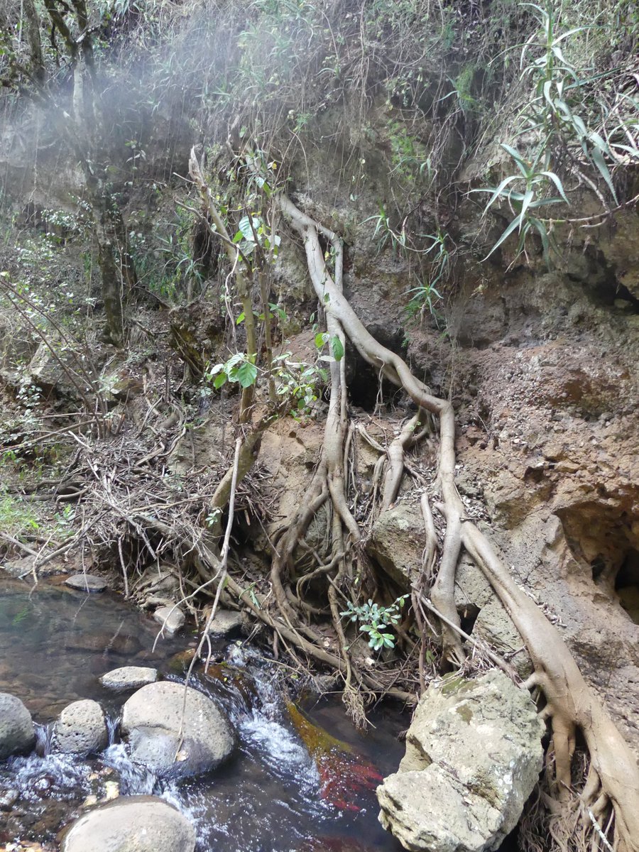PhotosForTrees's tweet photo. #NgareNdare forest
#thicktrunktuesday #ForestsofKenya #KenyanForests #treesofkenya https://t.co/izLDKDsACF