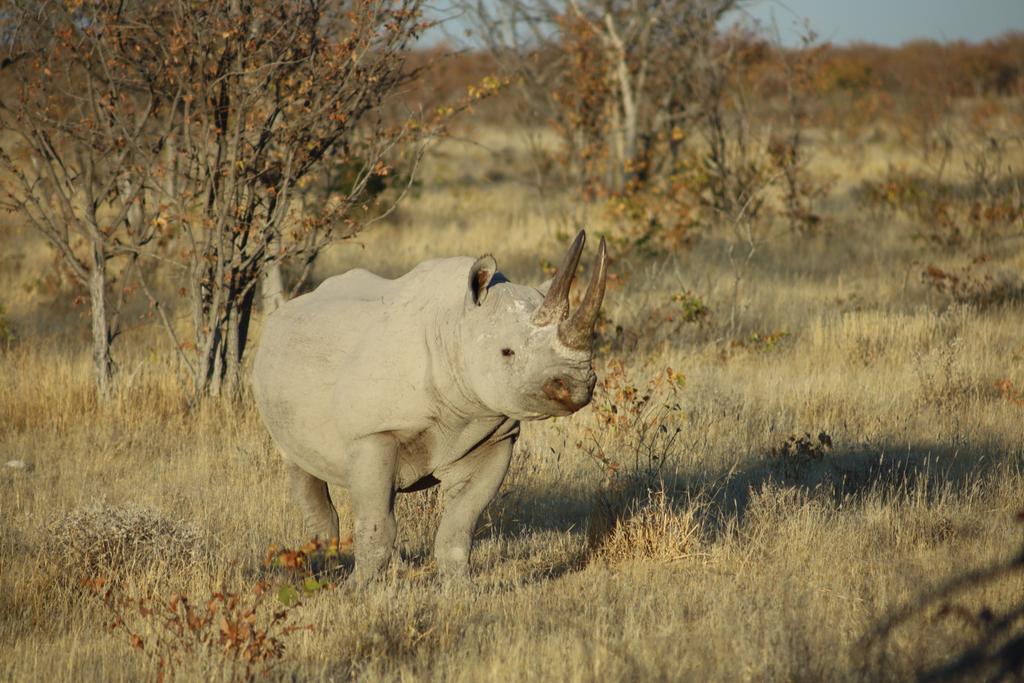 ClaudiaPenniman's tweet photo. Os subo mis fotos favs del safari de hoy :) https://t.co/F0gi77kIAz
