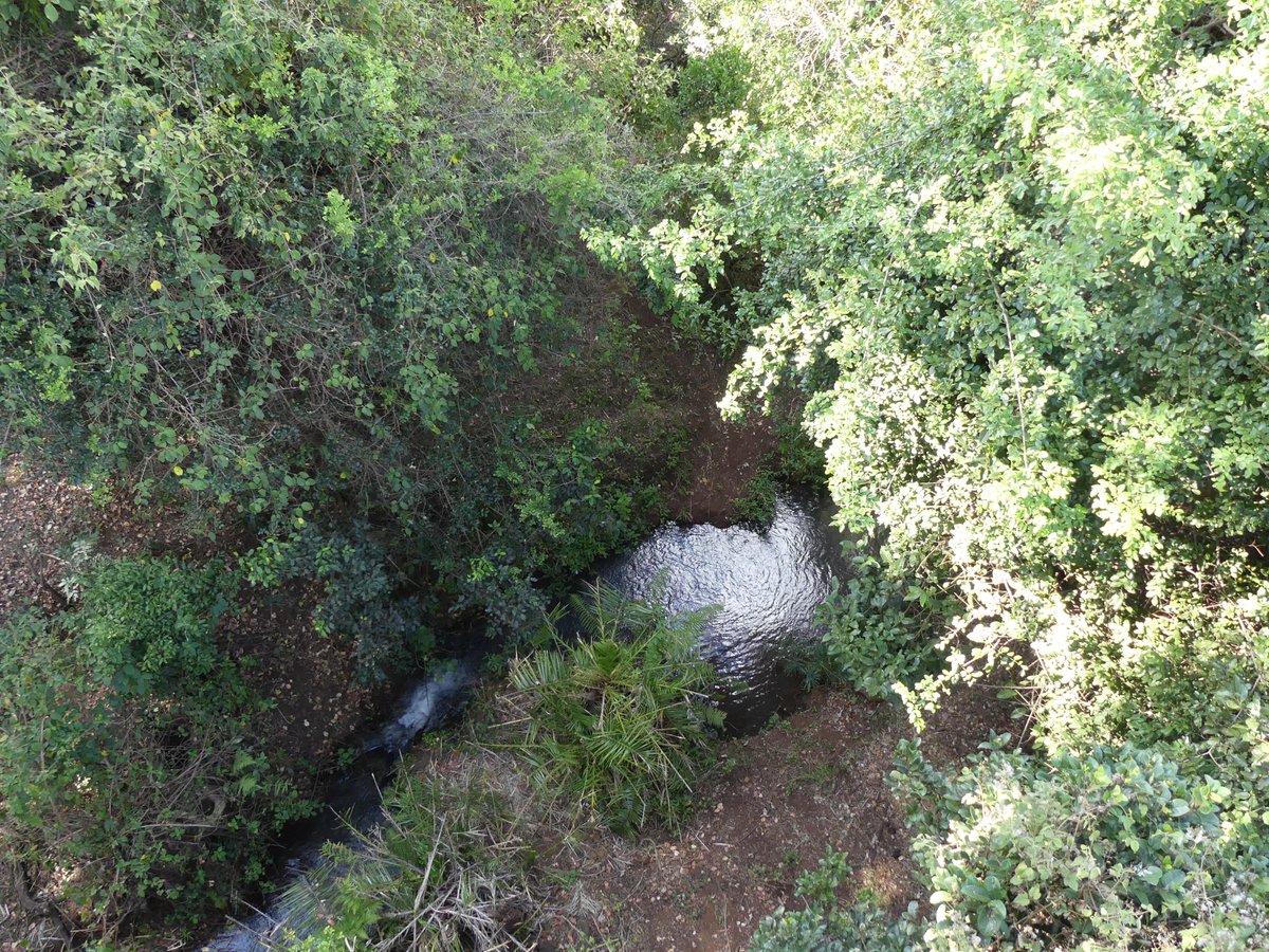 PhotosForTrees's tweet photo. #NgareNdare forest
#thicktrunktuesday #ForestsofKenya #KenyanForests #treesofkenya https://t.co/qIrvHHlo8S
