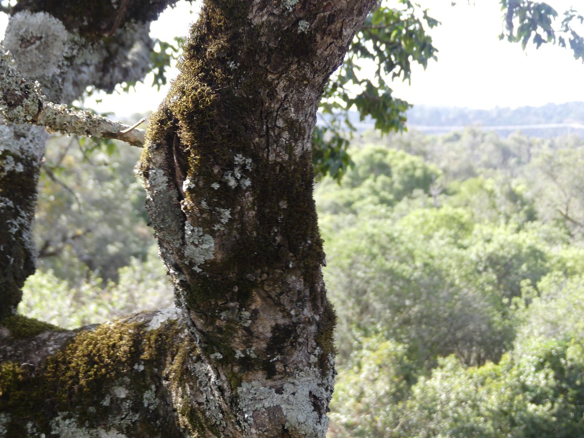 PhotosForTrees's tweet photo. #NgareNdare forest
#thicktrunktuesday #ForestsofKenya #KenyanForests #treesofkenya https://t.co/qIrvHHlo8S