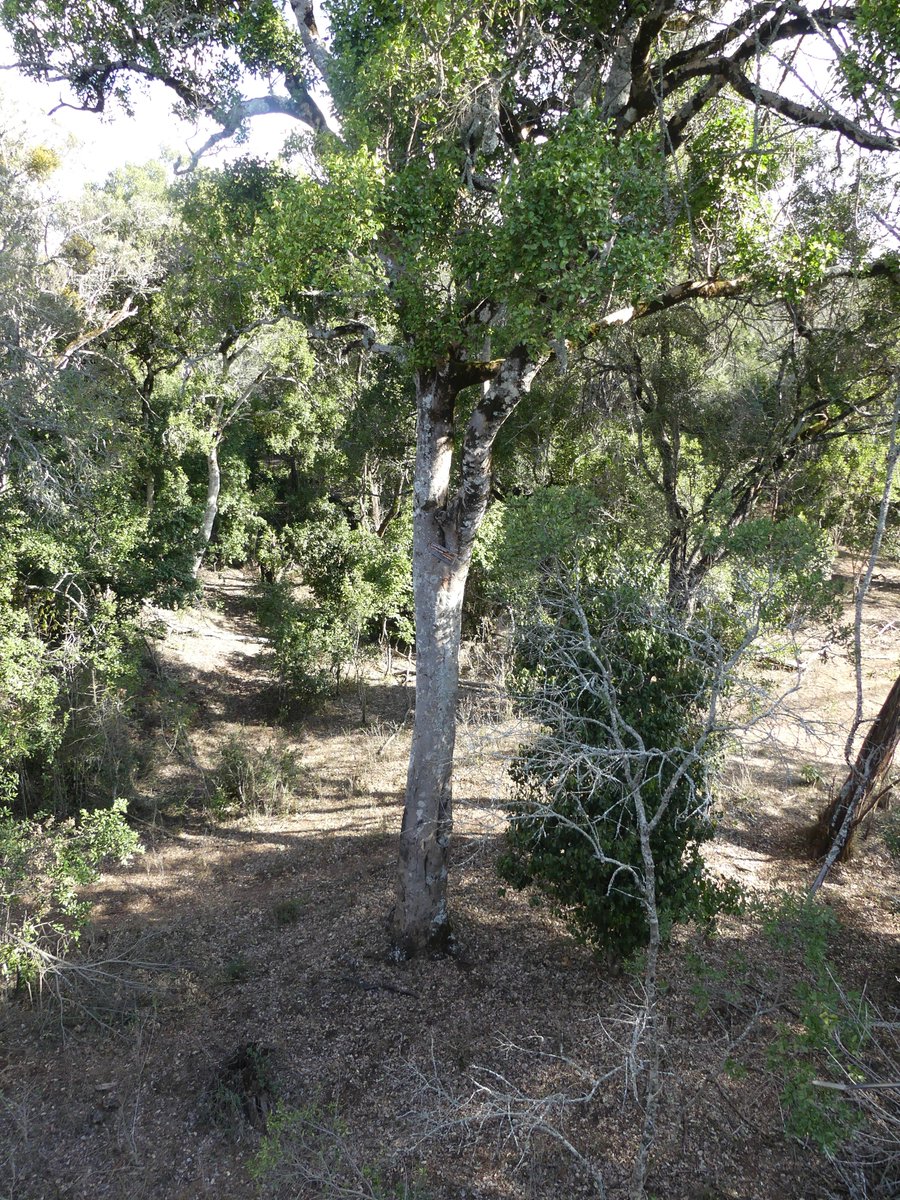 PhotosForTrees's tweet photo. #NgareNdare forest
#thicktrunktuesday #ForestsofKenya #KenyanForests #treesofkenya https://t.co/qIrvHHlo8S