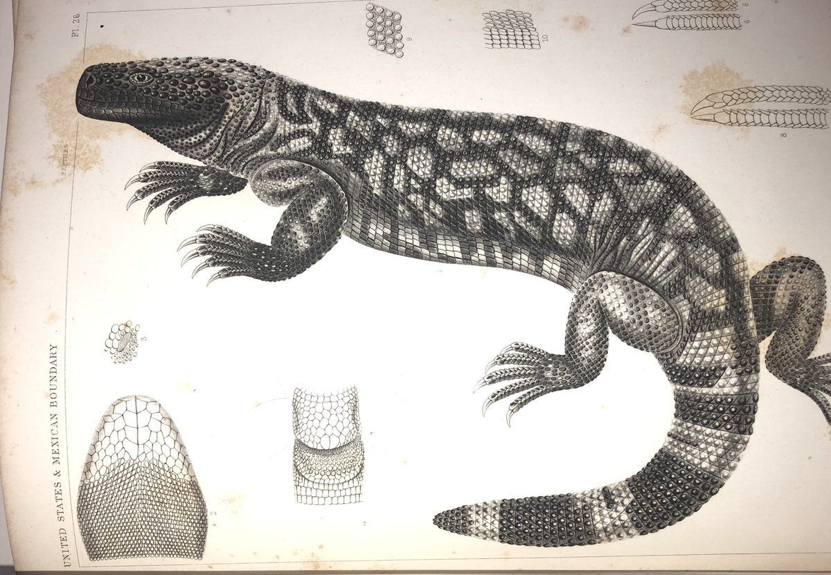RSprackland's tweet photo. Today at work: found and refiled the "holotype" drawing--the proof sheet for the first illustration of a Gila monster! 1859. https://t.co/GXzEQP8T5O