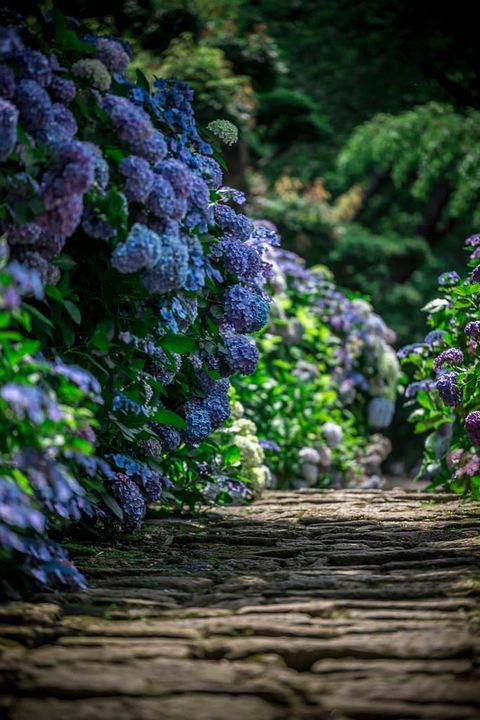 BloomableShop's tweet image. 