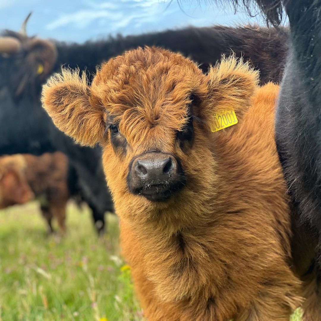 VisitScotland's tweet photo. Peek-a-moo! 🥰 We hope this wee #Coosday cutie brings a smile to your face 😍🧡

📍 North Uist, @OuterHebs 📷 IG/the_hebridean_cowgirl https://t.co/1SDNaerso7