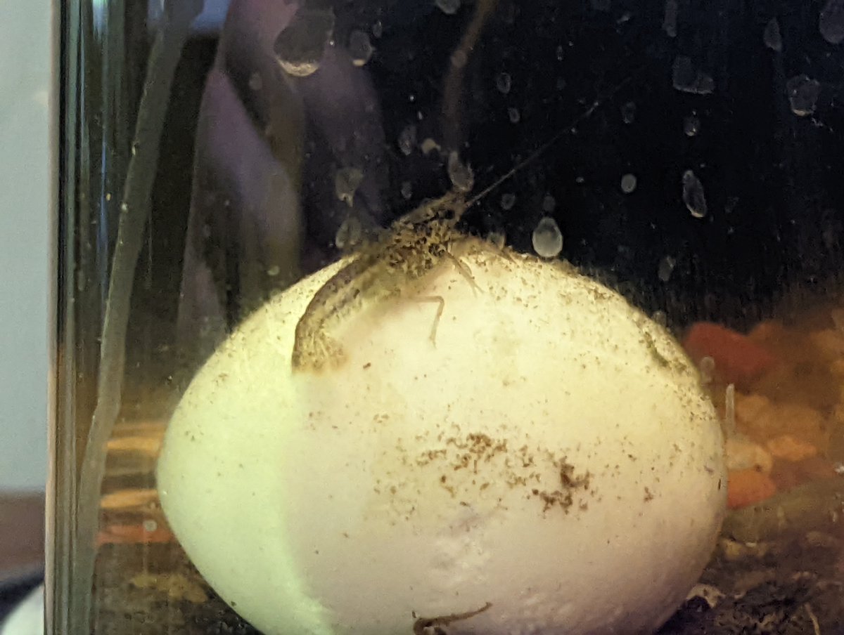 King of egg 👑🦐🥚