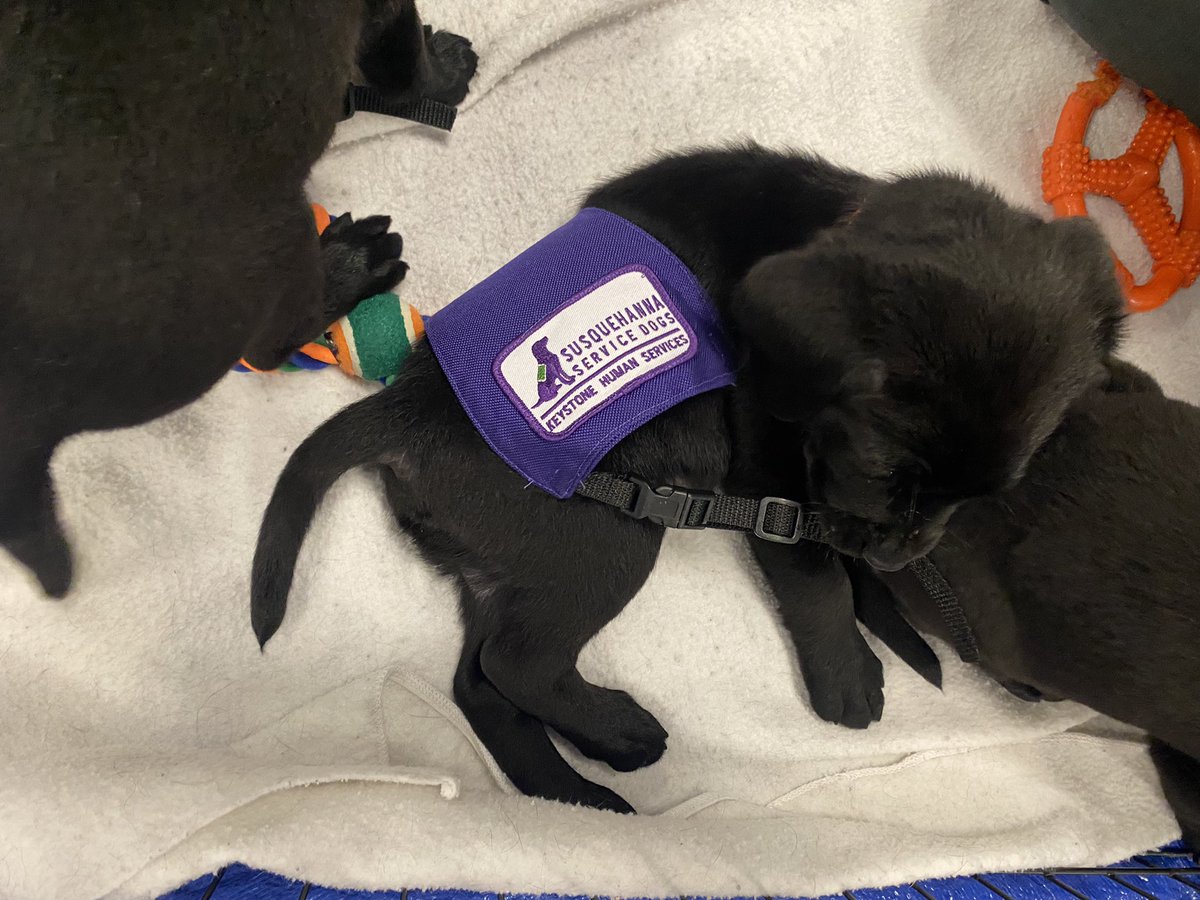 LoriWGAL's tweet photo. Look what I got to do today. These are pups in training. Thanks Susquehanna Service Dogs. #SSD #BCGL https://t.co/hxvM5SrXUi