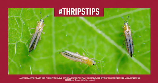 BayerTraits's tweet photo. #ThripsTips from @ideasgotogrow ’21 thrips species study 👇 

1️⃣ Head-to-head sampling found fewer thrips during sampling in fields with #ThryvOn Technology

2️⃣ The damage potential of crops with #ThryvOn Technology was lower than fields without

📽️  https://t.co/Vrp9JgZvAT https://t.co/PmA9C2Dp32