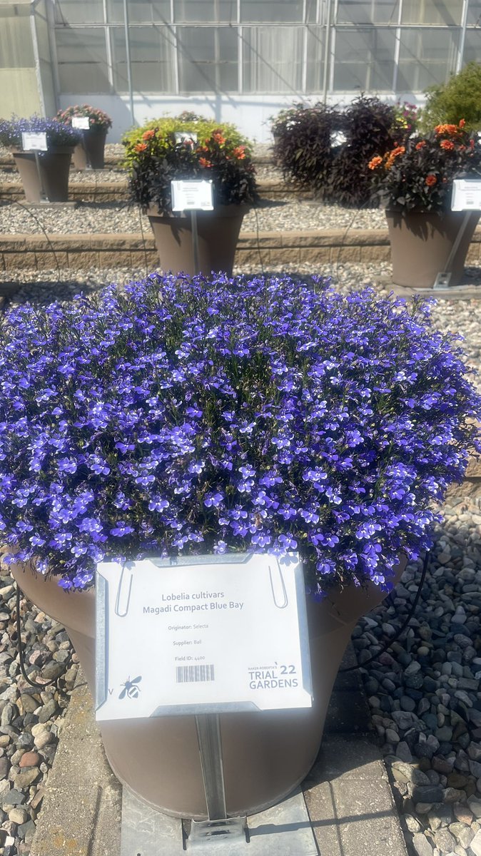 Tanya Carvalho tweet media