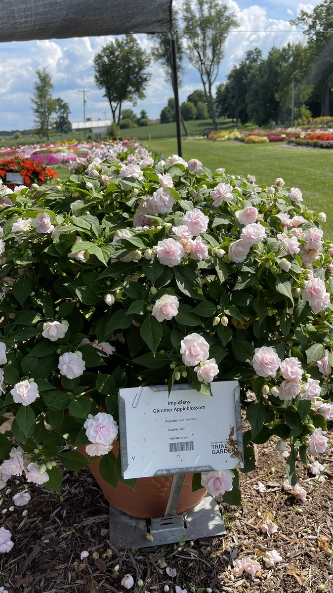 Tanya Carvalho tweet media