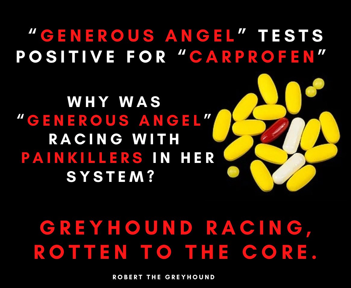 GreyhoundRobert's tweet photo. #Greyhound GENEROUS ANGEL tests positive for CARPROFEN, a painkiller. Why was she running with painkillers in her system? Masking a previous injury? How does that fit into the GRIs Welfare plan? #GreyhoundRacing #BanGreyhoundRacing #DopedDogs https://t.co/0AgF8bF1w7