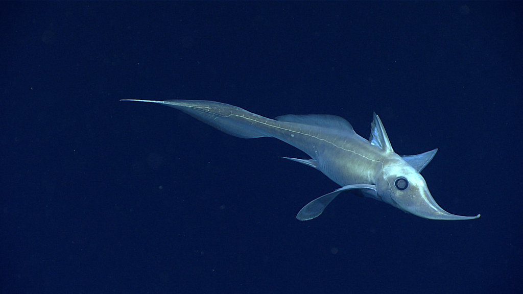 Meet the chimaera, or ghost shark! 👻

These ethereal creatures are typically found at depths of 1,500+ feet, so very little is known about them. Since it’s so dark in the deep ocean, they use their large eyes &amp; electric signals to hunt for their prey.

ow.ly/EcoL50AKHn3