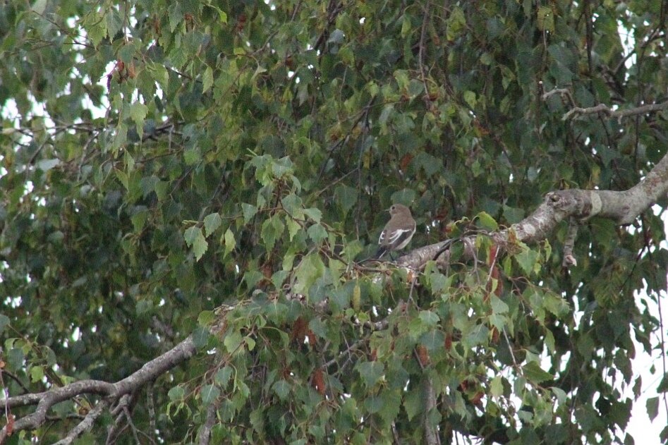 Montybirder1 (@montybirder1) on Twitter photo 