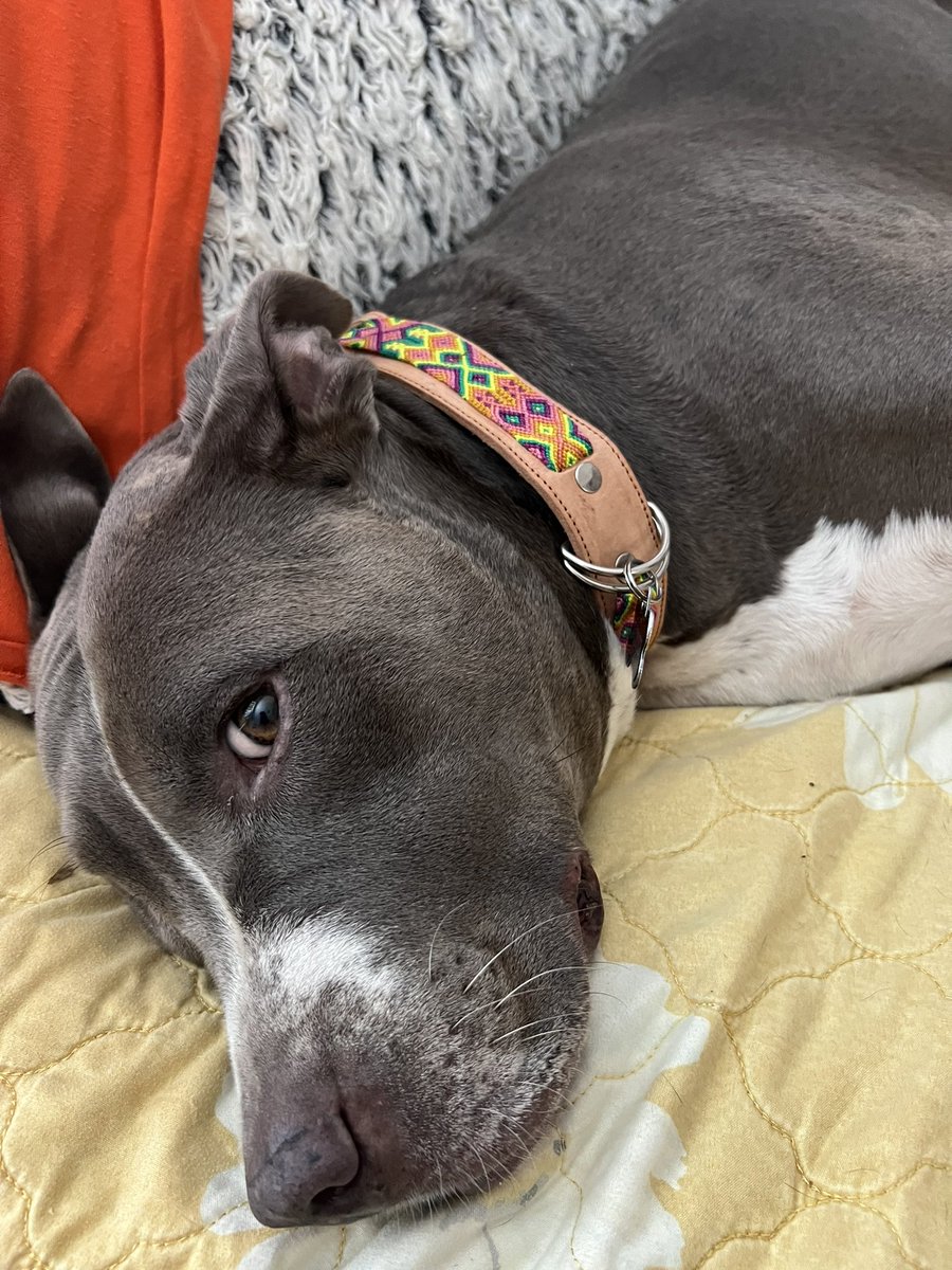 marisofbells's tweet photo. 100% oaxaqueña with her new collar 💗 https://t.co/bL4WpGlSyo