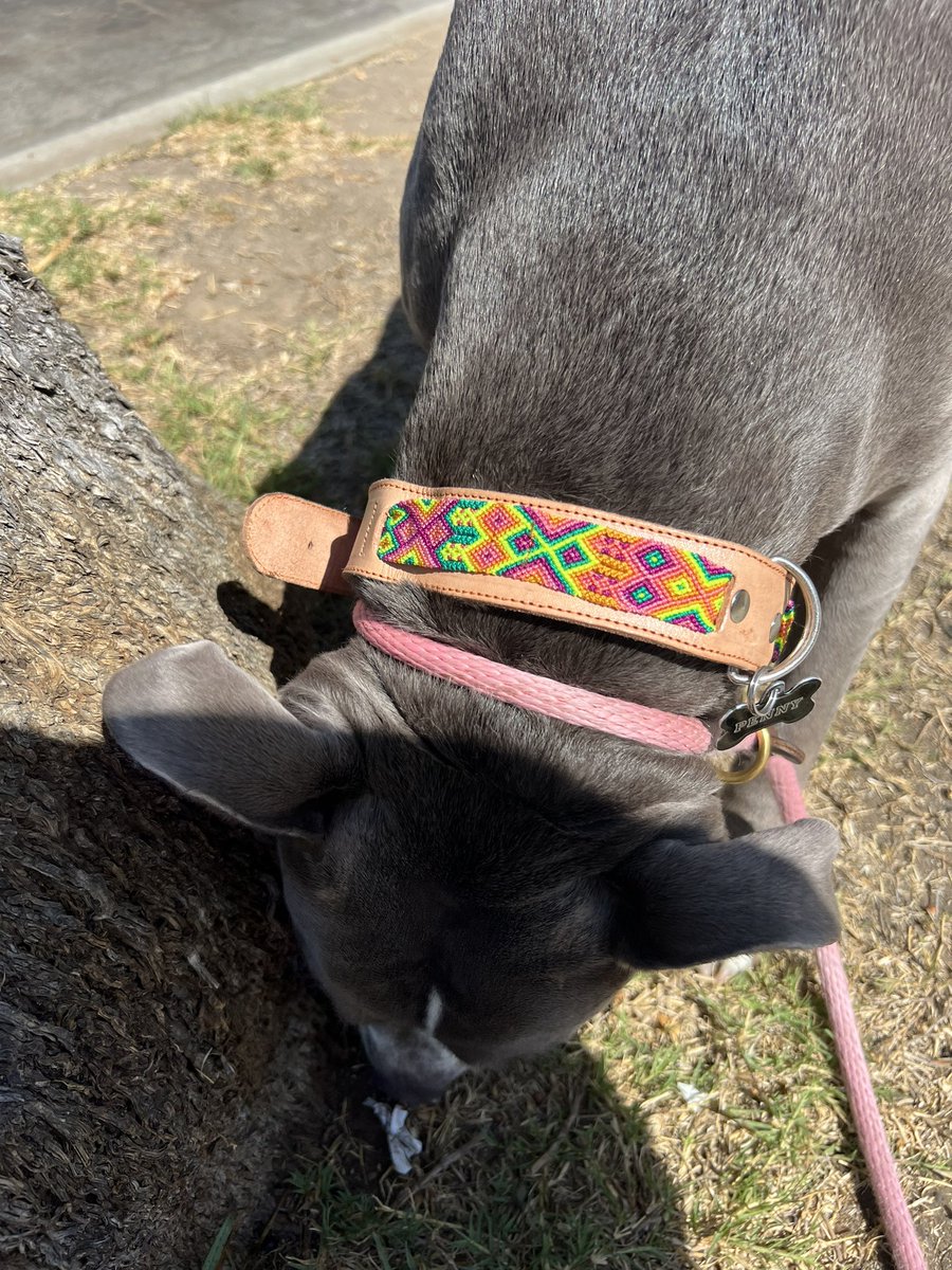 marisofbells's tweet photo. 100% oaxaqueña with her new collar 💗 https://t.co/bL4WpGlSyo