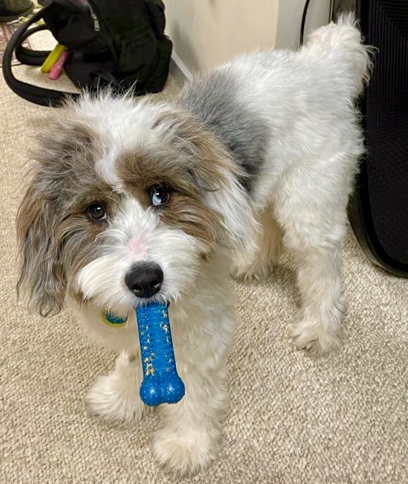 JillASmiley's tweet photo. Thanks for the shoutout Grandpa!  🌊🌊🐾🐾🐾🐾🌊🌊
#VoteBlue #VoteBlue2022 #VoteBlueNoMatterWho #VoteBlueToSaveDemocracy #VoteBlueToProtectOurRights 
#VoteBlueOrWeAreScrewed 

#BlueToTheBone. #FrankieDoodle https://t.co/72IQDGYraI