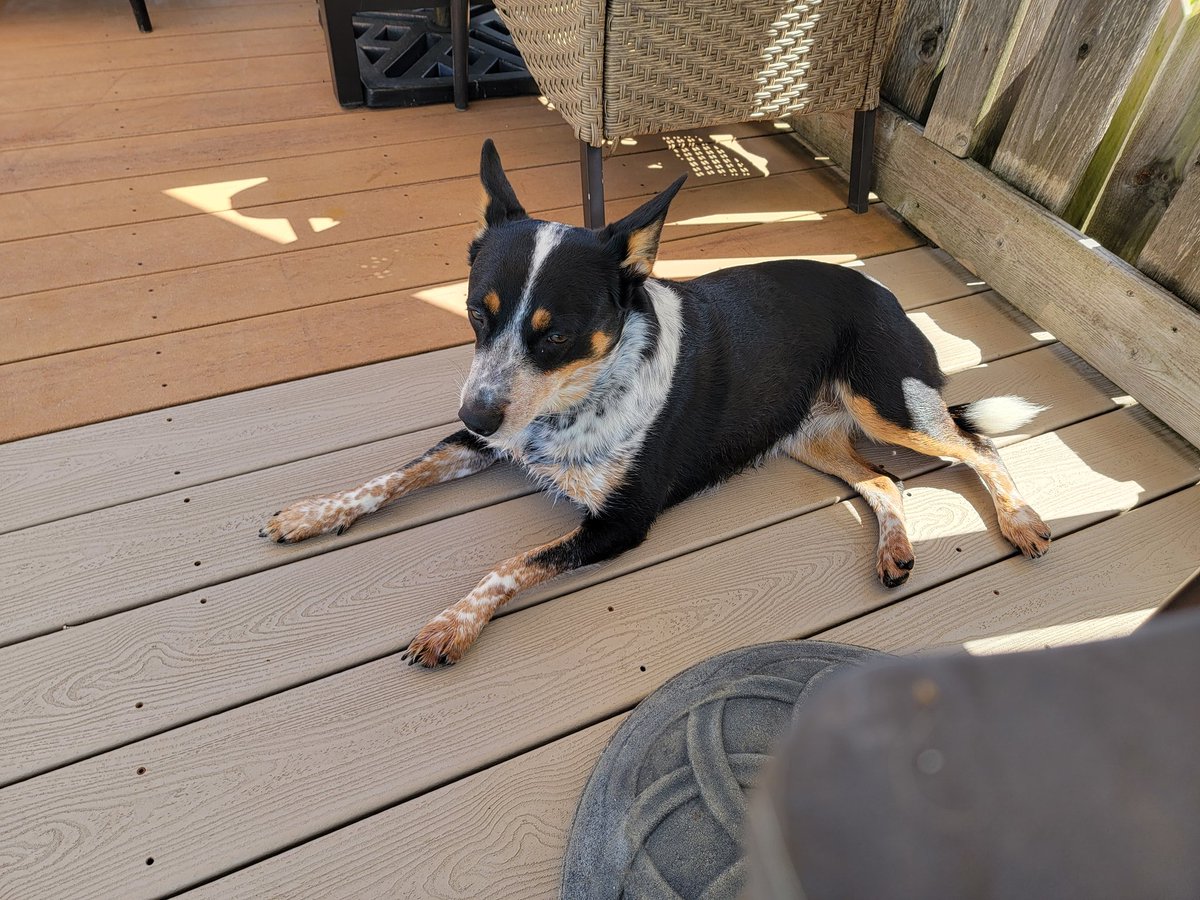JJuretus's tweet photo. @SluggoDoug this is Vyvyan, we're relaxing on the pool deck listening to you on 1stWave! https://t.co/5LHreViRmR