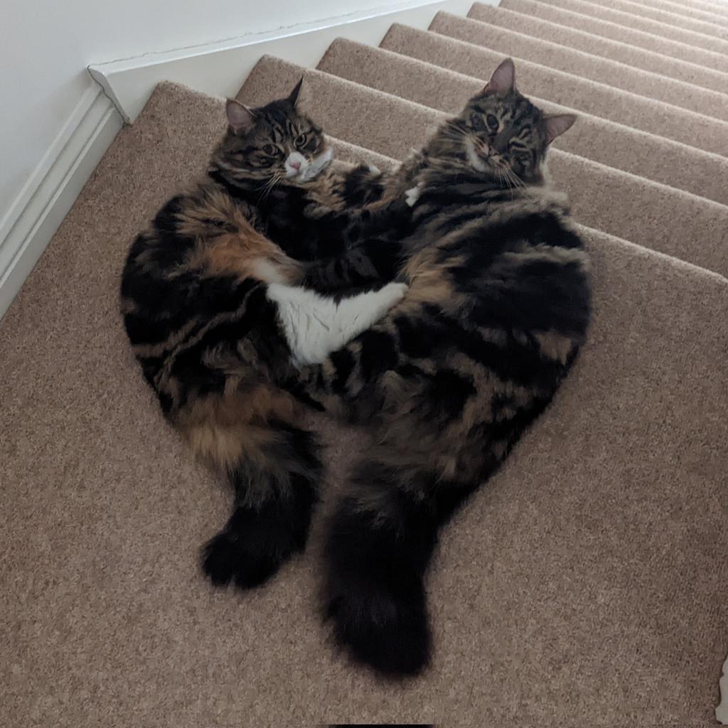 "No humans, we were definitely not fighting!" #CatsOfTwitter #AdoptDontShop