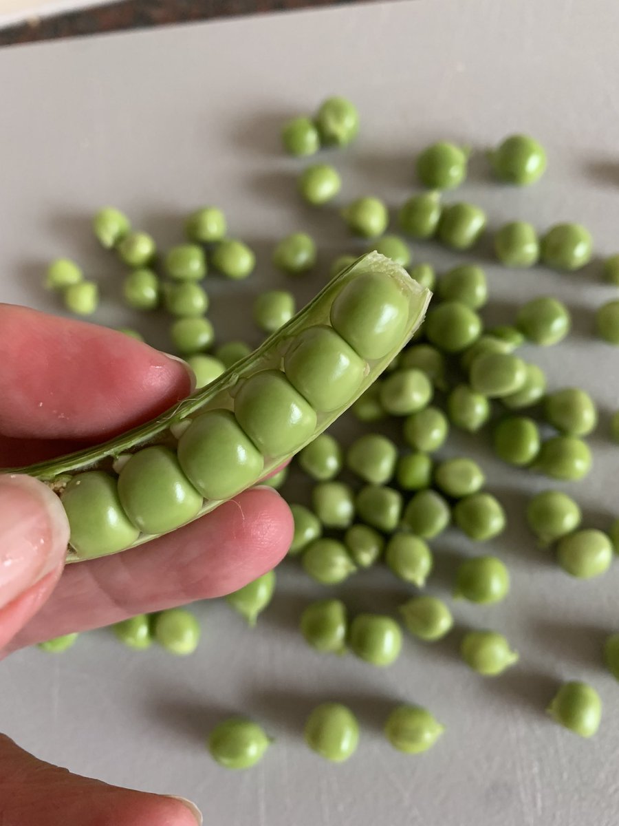 Just ‘harvested’ my home grown peas - even the washed pods taste soooooo good!