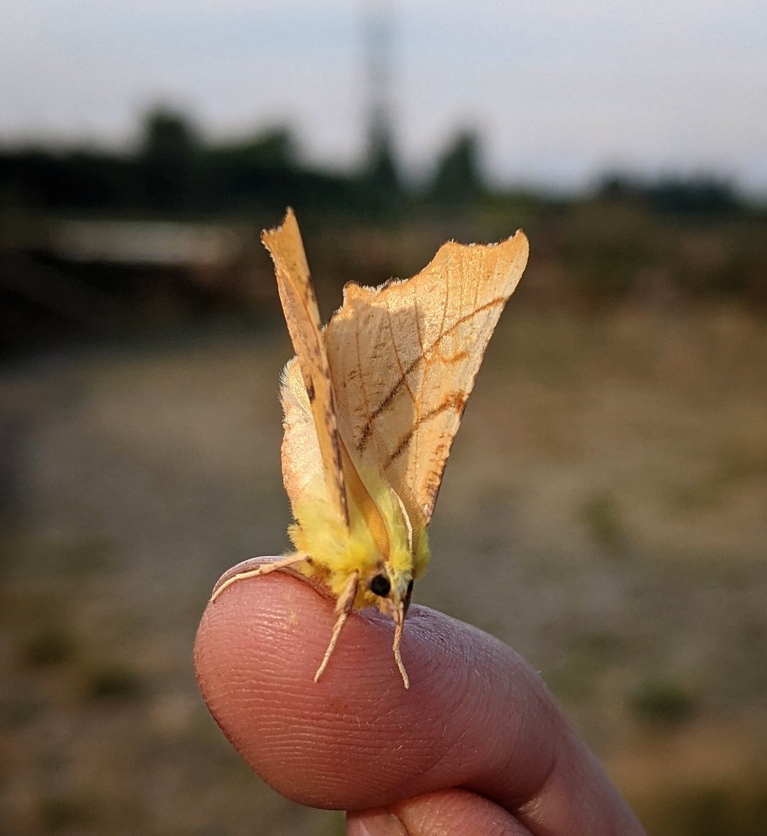 Lindsey💙 🇺🇦 tweet media
