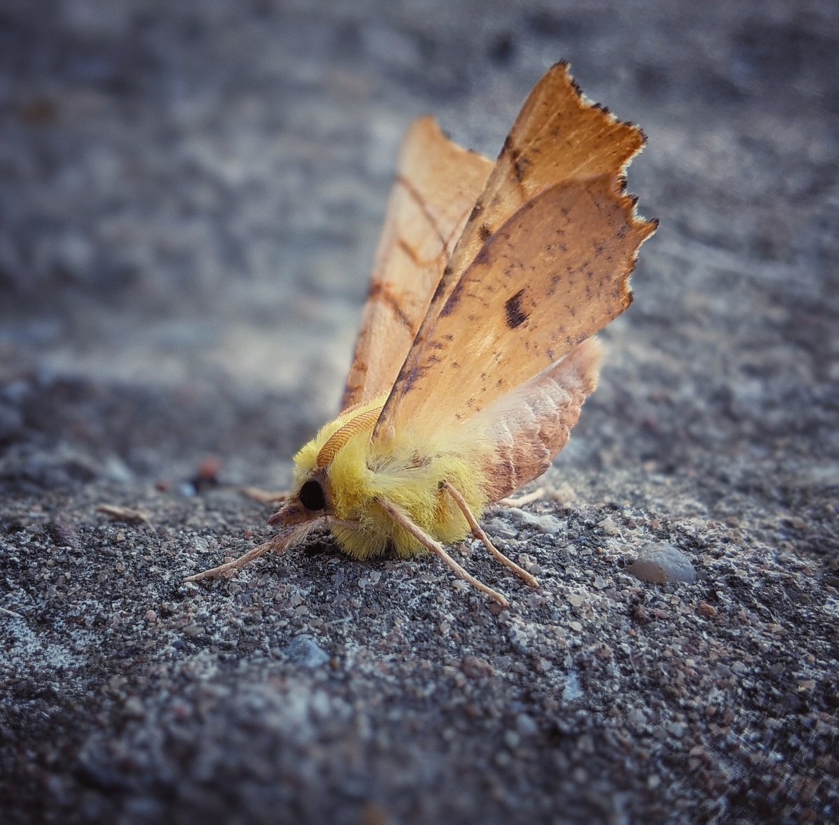 Lindsey💙 🇺🇦 tweet media